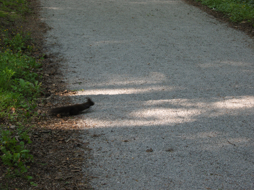 munchsquirrel.jpg